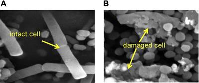 Microwaves, a potential treatment for bacteria: A review